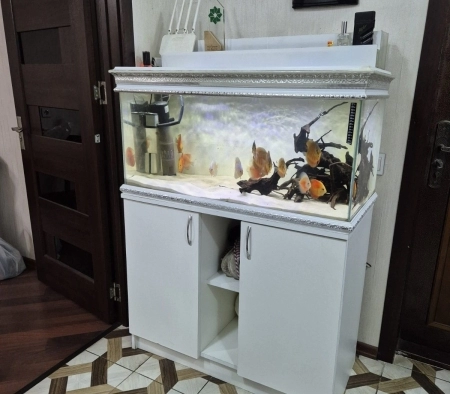 Akvarium və balıqlar