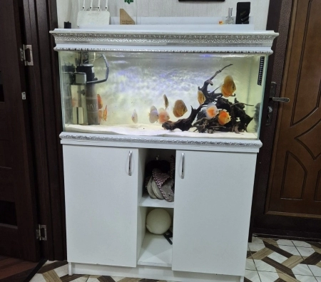 Akvarium və balıqlar