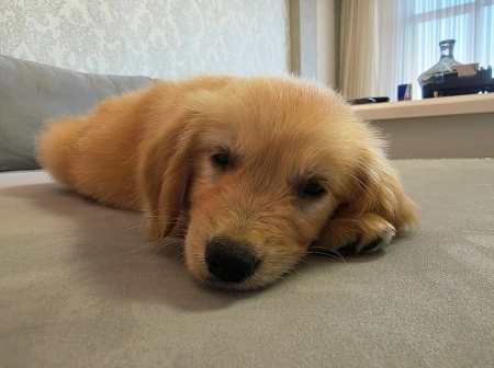 Golden retriver