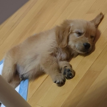 Golden retriver