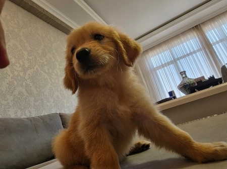 Golden retriver