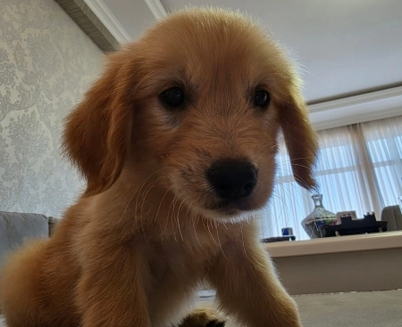 Golden retriver