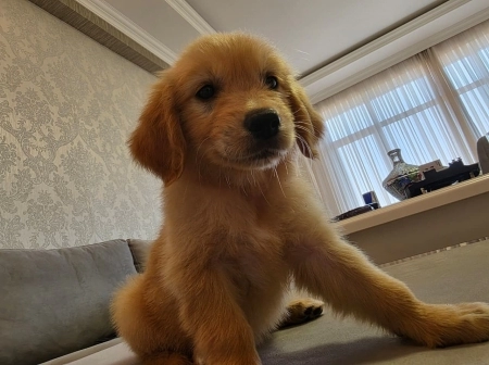 Golden retriver