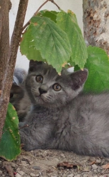 Şotland balalar