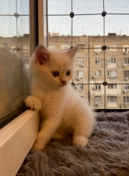 Ищем семью