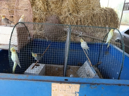 Tutuquşular