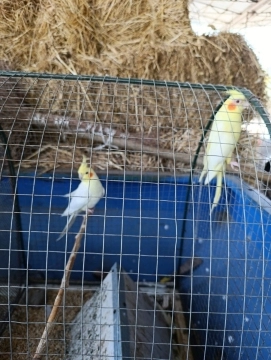 Tutuquşular