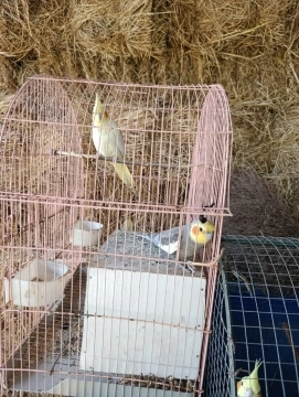 Tutuquşular