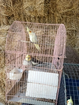 Tutuquşular
