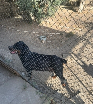 Rotveyler balalar