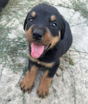 Rotveyler balalar
