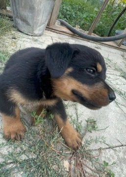 Rotveyler balalar