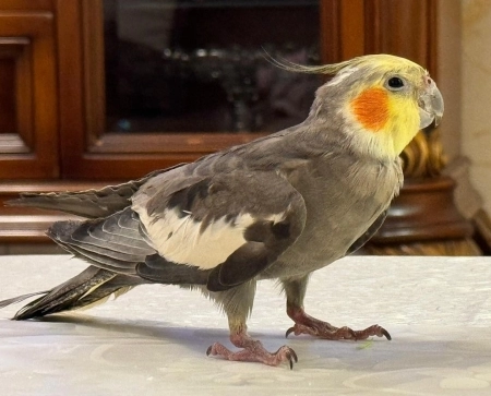 Tutuquşular