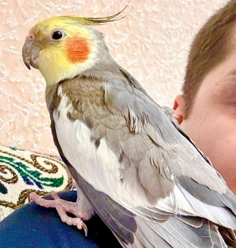 Tutuquşular