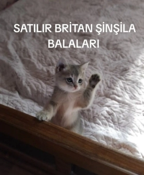 Britan şinşila balalar