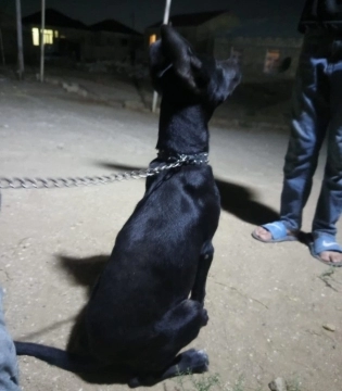 Pitbul
