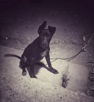 Pitbul