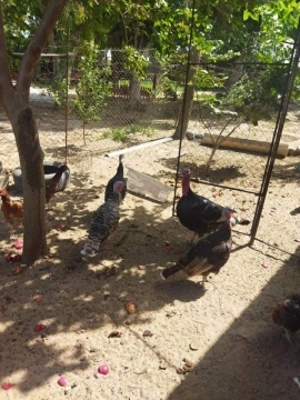Qazlar