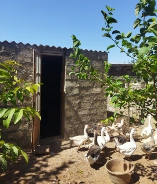 Qazlar