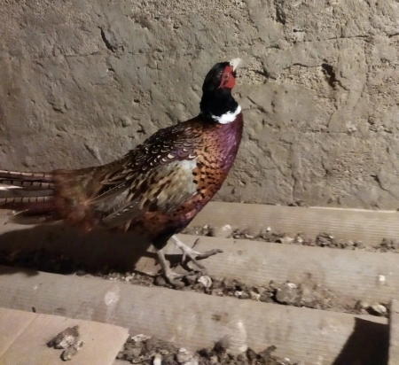 Qazlar