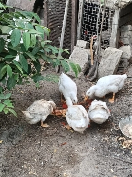 Ördəklər