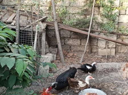 Ördəklər