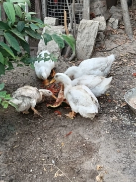 Ördəklər