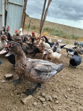 Ördəklər