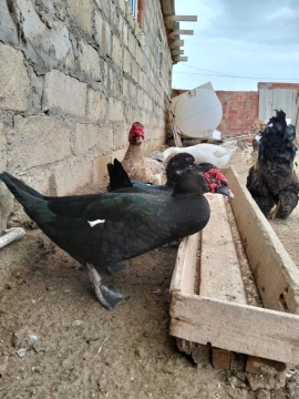 Ördəklər