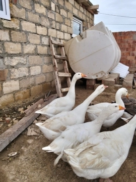 Ördəklər