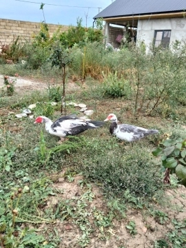 Ördəklər