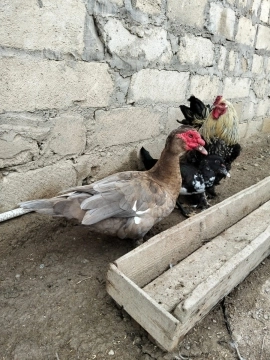 Ördəklər