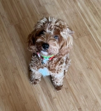 Maltipoo