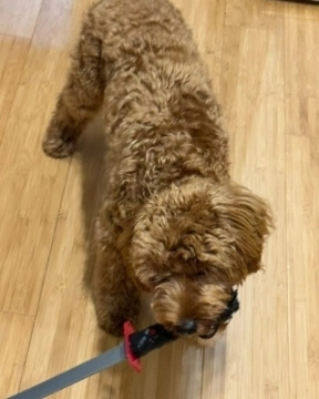 Maltipoo