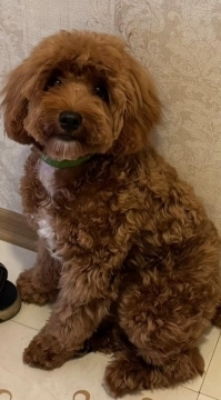 Maltipoo