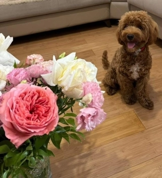 Maltipoo