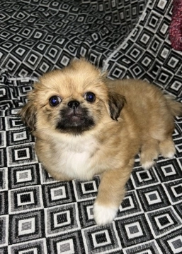 Pekines balası