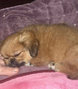 Pekines balası