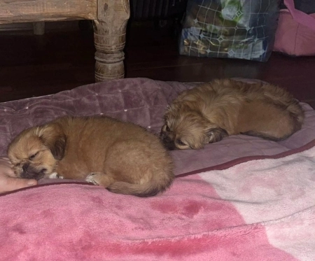 Pekines balası
