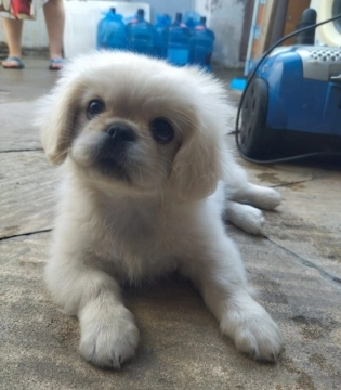 Pekines