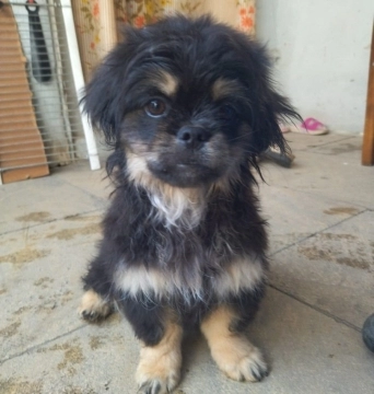 Pekines