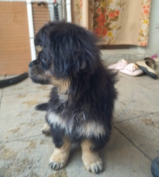 Pekines