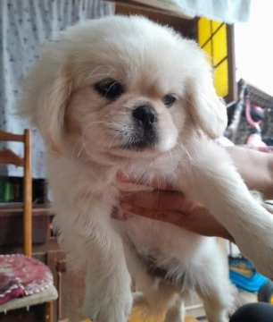 Pekines