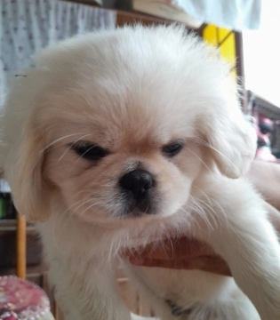 Pekines