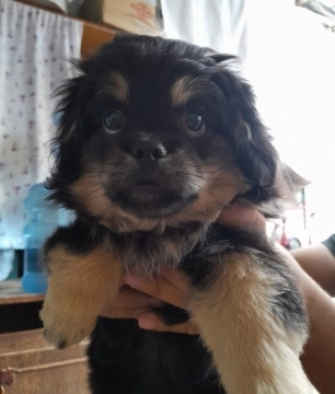 Pekines