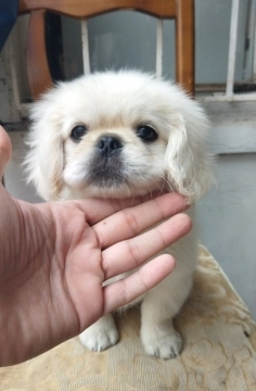 Pekines
