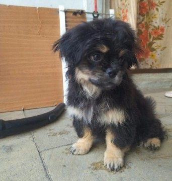 Pekines