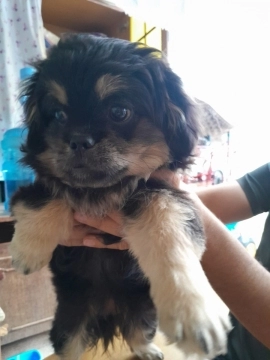 Pekines