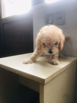 Toy Poodle