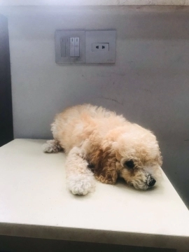 Toy Poodle